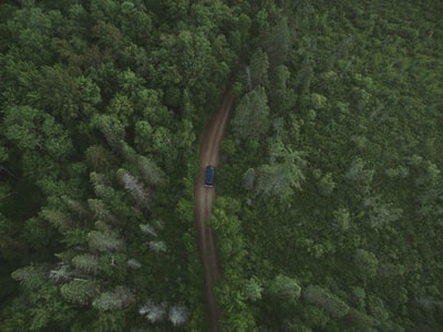 The trees next to the blue car high Angle of photography
